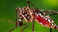 salud informo que no se registraron nuevos casos de dengue ni chikungunya en la ultima semana
