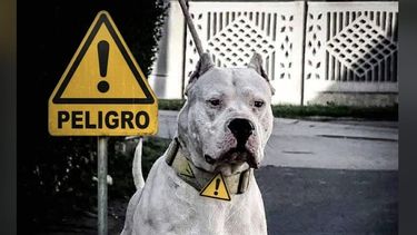 cuando el riesgo humano se viste de perro