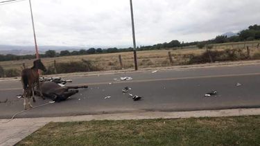 Arrestaron al dueño de un caballo por un choque que le costó  la vida a un joven