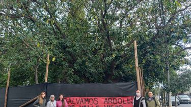 Denuncian tala indiscriminada de árboles en Valle Viejo