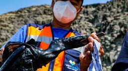 El derrame de petróleo en la costa peruana provocó la muerte de la fauna, entre otras consecuencias