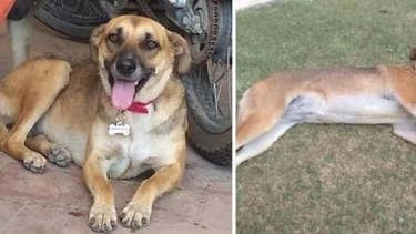 buscan a lili, la perrita de defensa civil que se extravio tras las tormentas