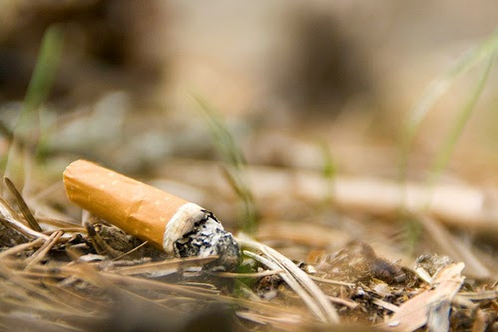 colilla-de-cigarro-en-el-bosque (1).jpg
