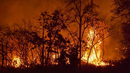 161 detenidos por los incendios forestales en Chile