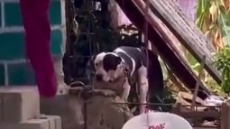 Captura de video del animal en cuestión.&nbsp;