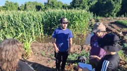 Confirman la enfermedad del achaparramiento del maíz en Colonia del Valle