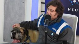 Empresaria que hizo los mamelucos con los que se disfraza Milei se fundió y ahora maneja Uber