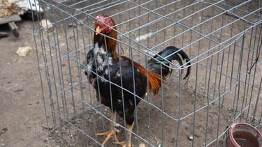Denunció que le robaron nueve gallos de riña y gallinas
