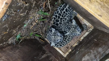 rescatan a una yaguarete junto a sus crias: habia perdido un ojo y no podia cazar rescatan a una yaguarete junto a sus crias: habia perdido un ojo y no podia cazar