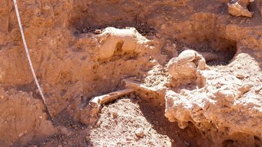 hallan restos fosiles de un mylodon en aconquija, el perezoso gigante del pleistoceno