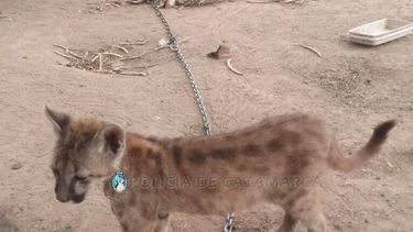 Secuestran animales autóctonos en La Paz