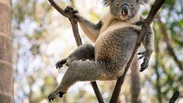 El koala, declarado en peligro de extinción en Australia