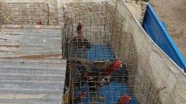 31 personas arrestadas en una pelea interprovincial de gallos