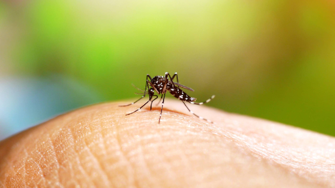 Prevención  del dengue