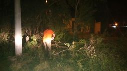 Abejas atacan a operarios, a familia y matan una perra