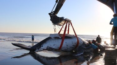 impresionante rescate de dos ballenas jorobadas en la costa