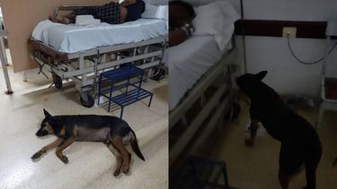 cachito, el perro que cuida a su dueno en el hospital