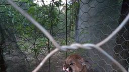 Rescataron a un puma que tenían atado en una vivienda de Valle Viejo