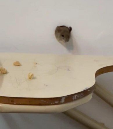 Un ratón suelto en el aula
