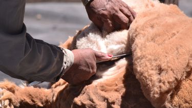 catamarca se mantiene como la principal productora de fibra de vicuna de argentina