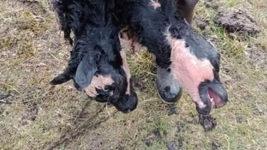 Nació un ternero con dos cabezas en Cholila