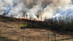 Advierten escaso financiamiento de la Ley de Bosques