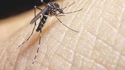 Confirmaron cinco nuevos casos de Dengue