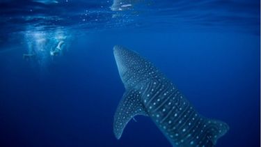 Firmaron en la ONU un pacto mundial para proteger la biodiversidad del mar