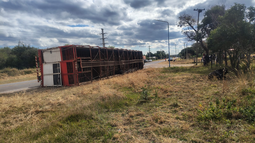 Volcó un camión que transportaba ganado Volcó un camión que transportaba ganado