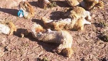 Incautado.&nbsp; Estaba oculto en un sector de un camino alternativo.
