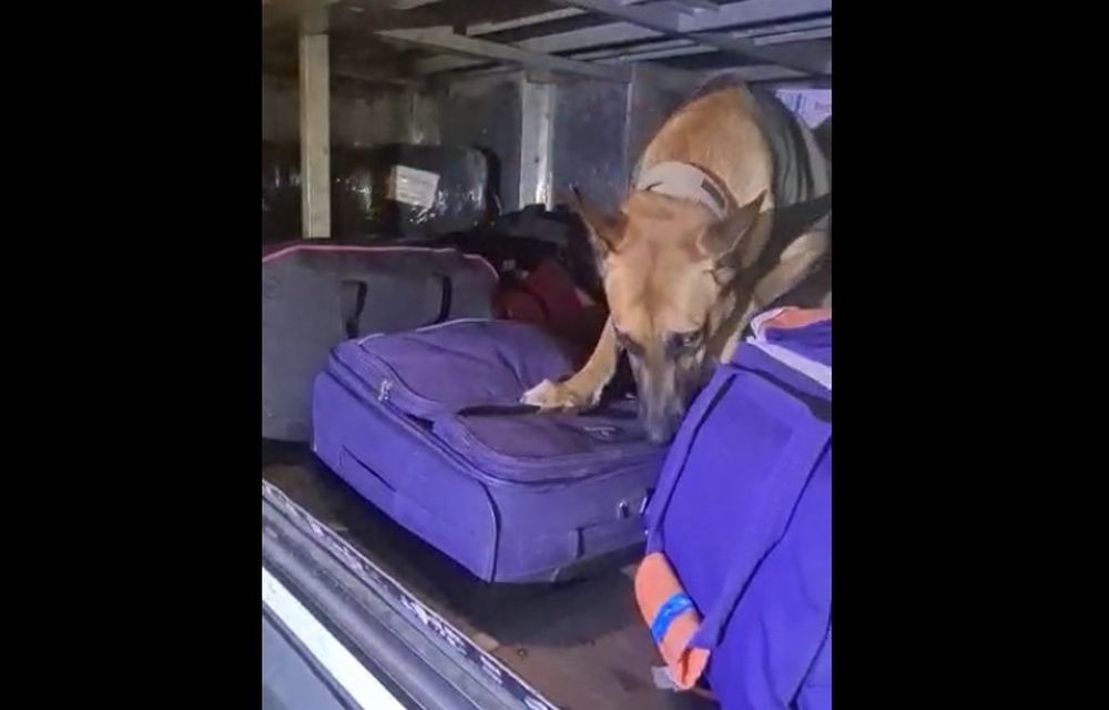 perrito.jpg