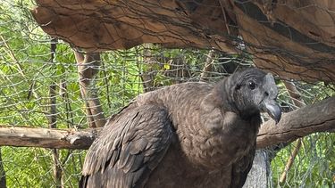 liberaron un condor en capayan tras un proceso de recuperacion