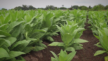 el gobierno provincial asistio a 107 productores tabacaleros con mas de $500 millones