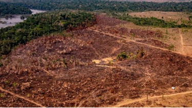 La deforestación del Amazonas provoca la reducción de lluvias en Sudamérica