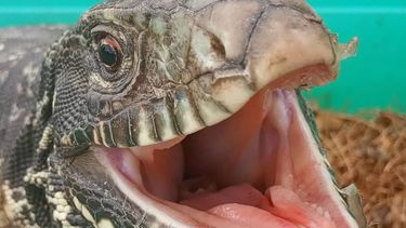 El lagarto overo, lagarto blanco, iguana overa​ o tegu blanco y negro es una especie de lagarto de la familia Teiidae