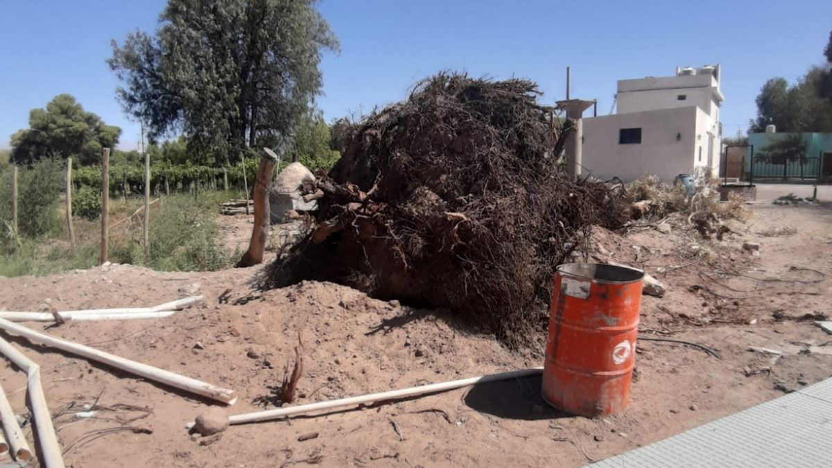 Malestar de vecinos por tala de árboles en Fiambalá