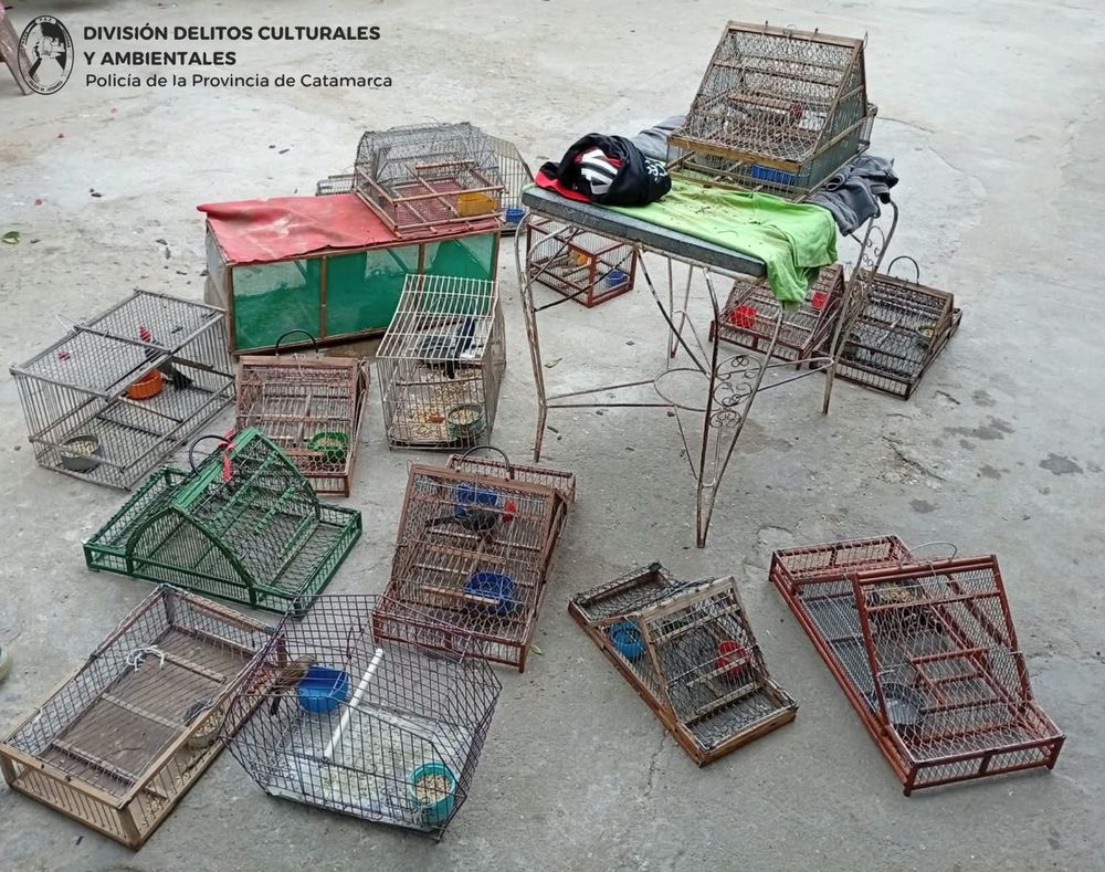 Secuestraron 17 aves y 15 jaulas tras dos registros domiciliarios