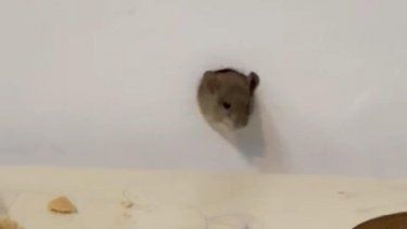 Un ratón suelto en el aula