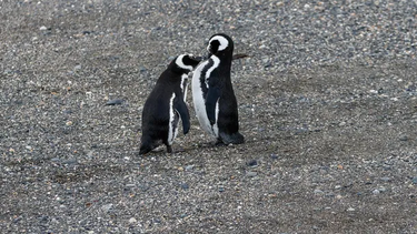 investigan la muerte de pingüinos en las costas de chubut y santa cruz