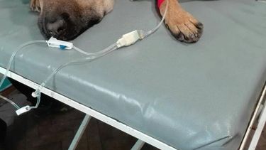 perrito defendio a tres ninos de una yarara pero fue mordido y estuvo a punto de morir