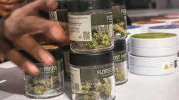 El Gobierno reglamentó la Ley de Cannabis Medicinal