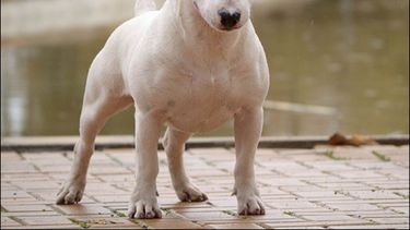 Perro atacó a una niña
