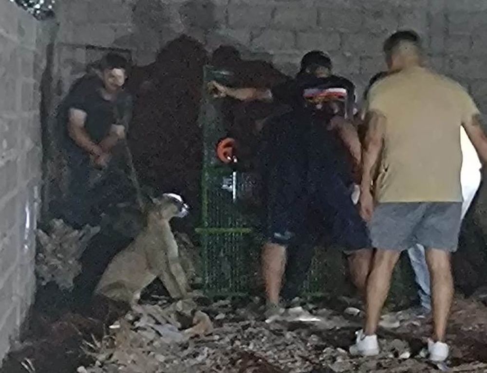 Medio Ambiente capturó un puma en la zona norte