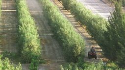 Olivícolas, con problemas para cubrir los costos de producción
