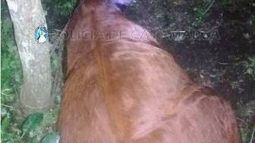 Detienen a hombre por abigeato