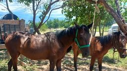 Secuestraron animales sueltos en el Parque Industrial El Pantanillo