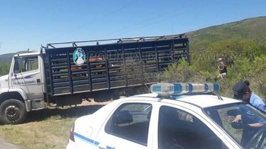 Operativo de control de animales sueltos en Ambato