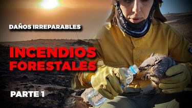 incendios forestales: danos irreparables