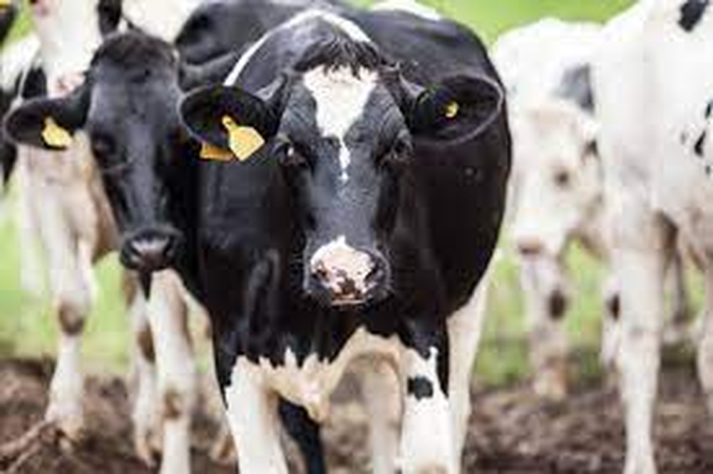 Brasil. Investigan un posible caso de vacas locas en el norte del país.
