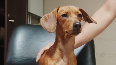 recuperaron un perro y una multiprocesadora tras dos allanamientos